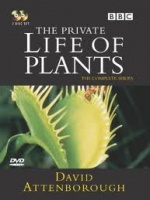 Невидимая жизнь растений
